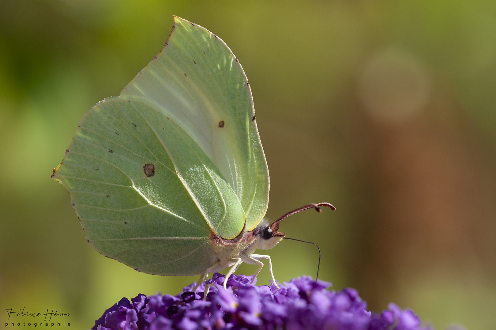 papillon citron