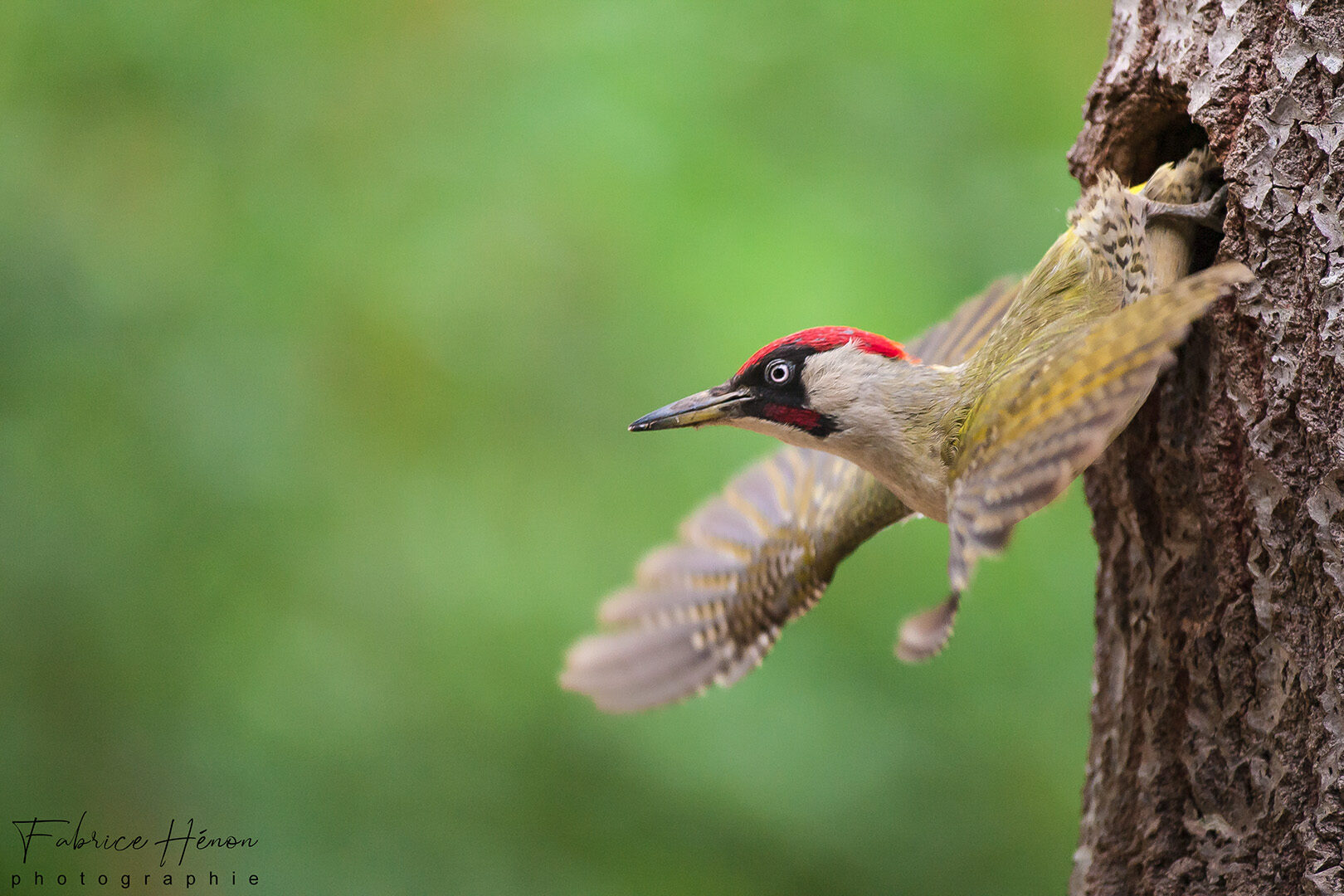 Woodpecker