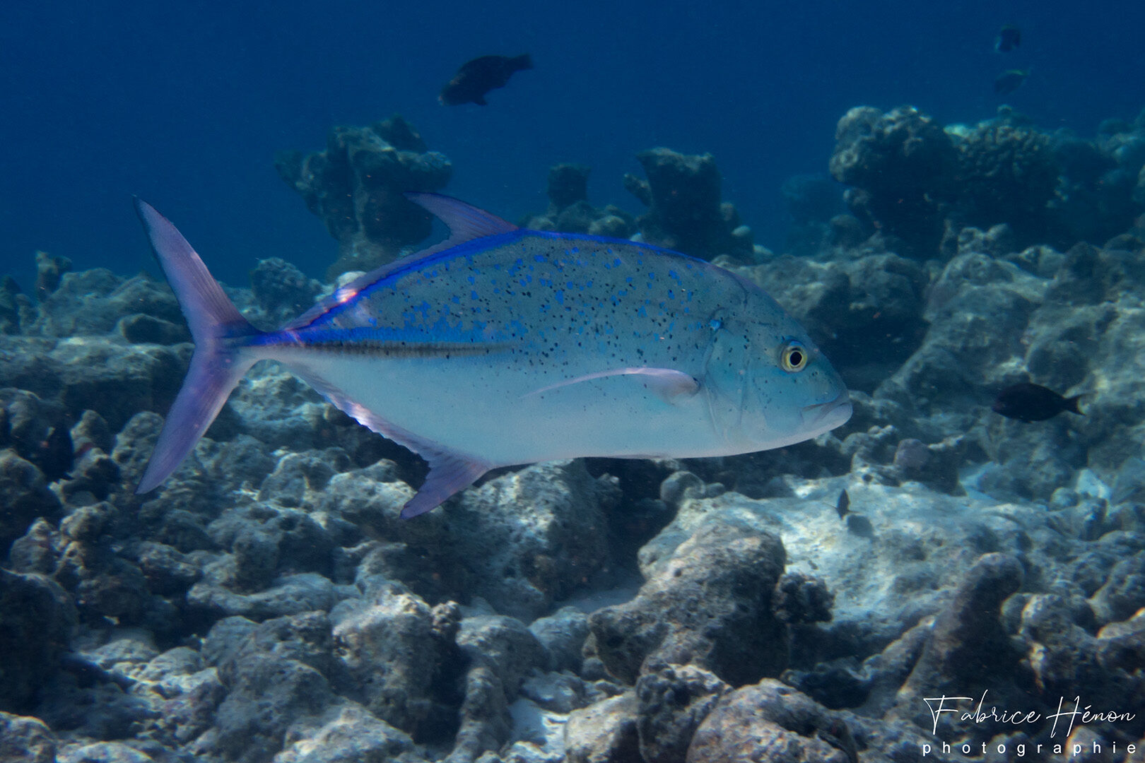 Carangue bleue