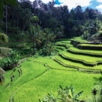 TEGALALANG RICE TERRACE