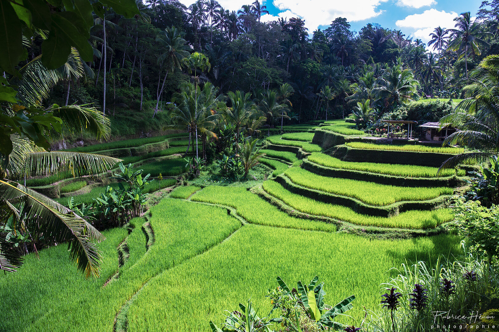 TEGALALANG RICE TERRACE